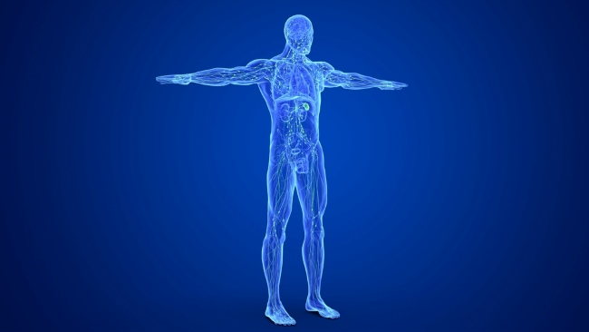 Bagaimana tubuh menyesuaikan diri terhadap perubahan internal